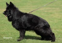 Momo-von-Pallas-Athene