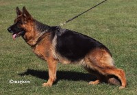 Nana-vom-Hauswalder-Bach-stnd-2-1