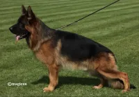 Grimm-della-Valcuvia