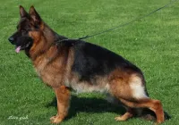 Digger-von-Edelweiss