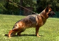 Ophra-di-Casa-Massarelli