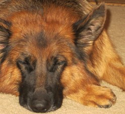 Rosy-vom-Haus-Röhner