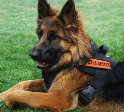 Brina vom Lundborg-Land