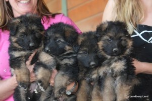 Puppies For Sale Puppies For Sale