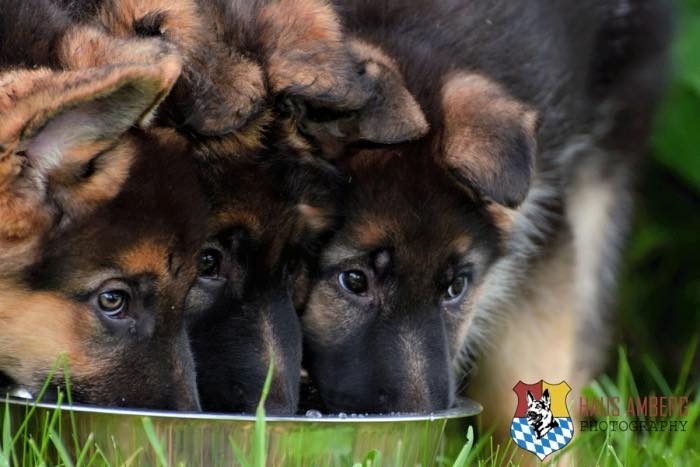 ken_puppies4 ken_puppies4