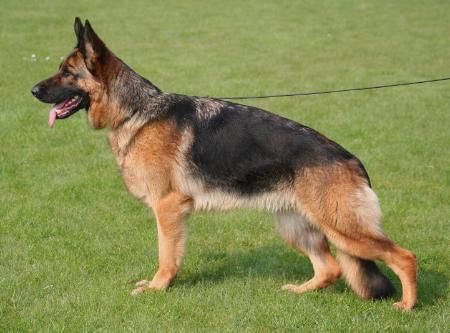 Ken vom Team Baierblick | Lundborg-Land German Shepherd Dogs