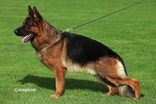 Lucka von Buchenland | Lundborg-Land German Shepherd Dogs